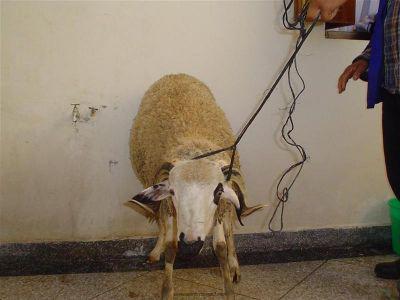 baghi idebehni mafe 9lebo rehma ??!!!